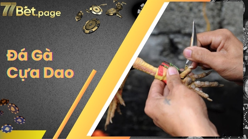 Đá Gà Cựa Dao - Hình Thức Cá Độ Kịch Tính Không Nên Bỏ Lỡ