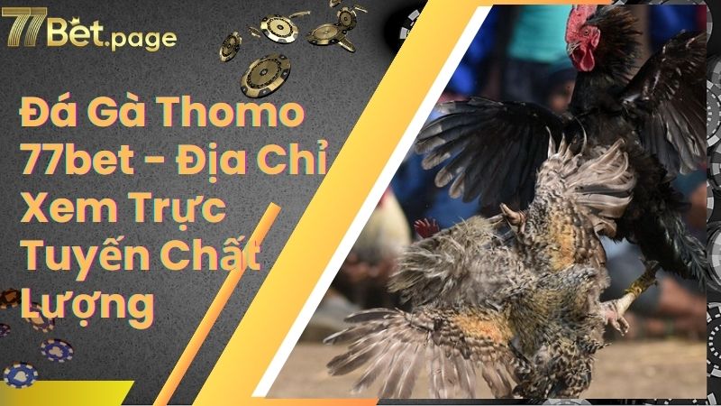 Đá Gà Thomo 77bet - Địa Chỉ Xem Trực Tuyến Chất Lượng